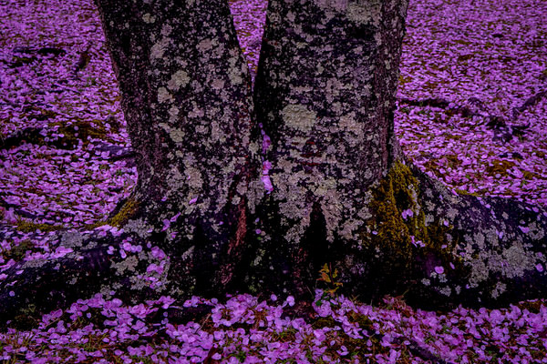 Photograph Yoshitaka Aida Sakura Tree And Fallen Petals on One Eyeland