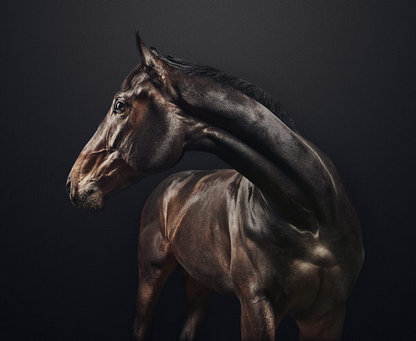Photograph Charlie Surbey Race Horse on One Eyeland