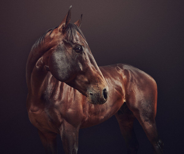 Photograph Charlie Surbey Race Horse on One Eyeland