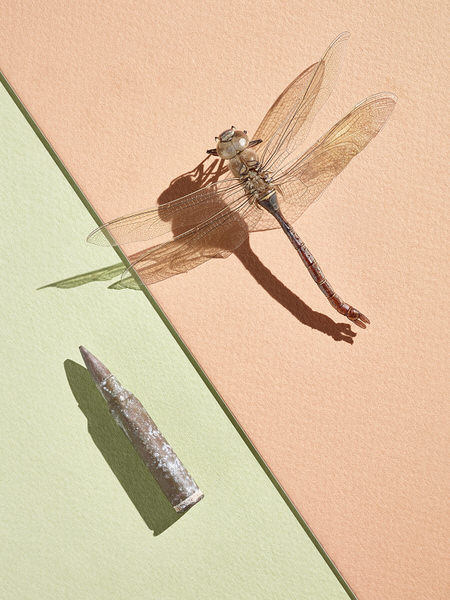 Photograph Graham Tooby Dragonfly N Bullet on One Eyeland