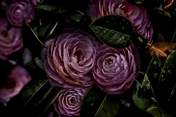 Photograph Yoshitaka Aida Flower on One Eyeland