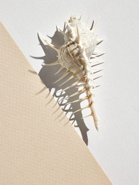 Photograph Graham Tooby Simple Shell on One Eyeland