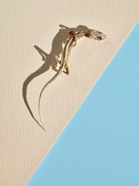 Photograph Graham Tooby Thirsty Lizard on One Eyeland