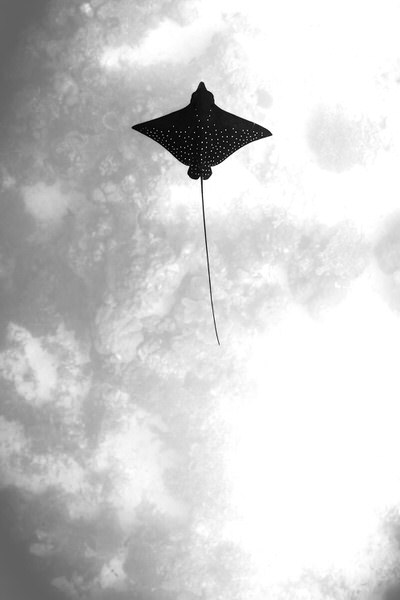 Photograph Lukas Charwat Flying Like An Eagle on One Eyeland