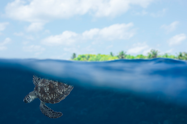 Photograph Lukas Charwat Splitting Turtle on One Eyeland