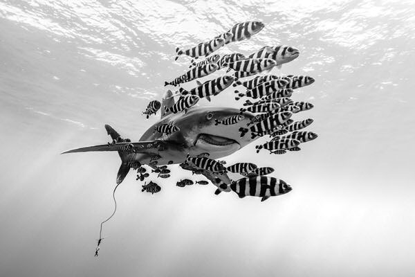Photograph Lukas Charwat Humans Are Beasts on One Eyeland