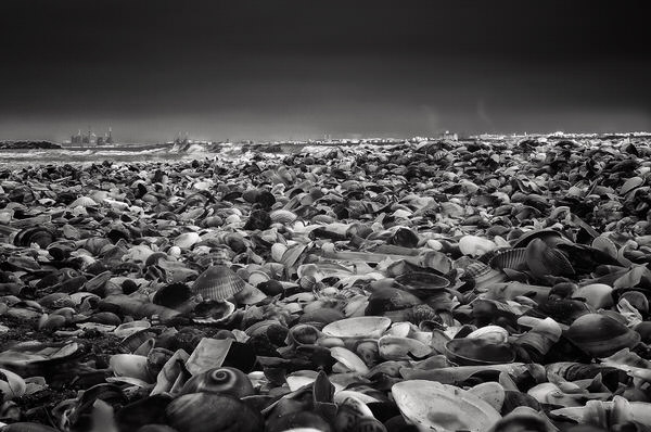 Photograph Kamel Agrebi Seashell on One Eyeland