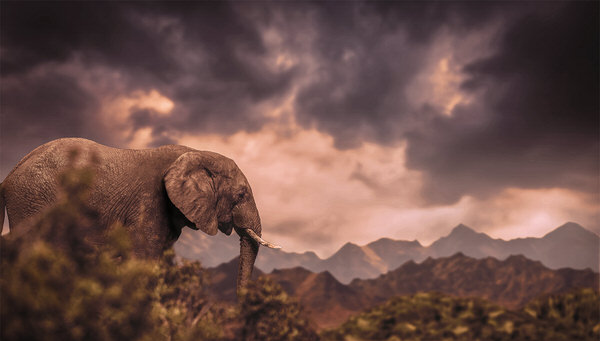 Photograph Jackson Carvalho Adventures On Savannah on One Eyeland