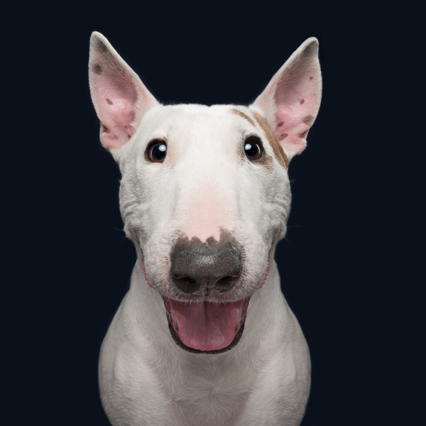 Photograph Elke Vogelsang Dogsonality With Happy Mailo on One Eyeland