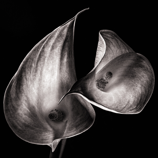 Photograph Duschan Tomic The Embrace on One Eyeland