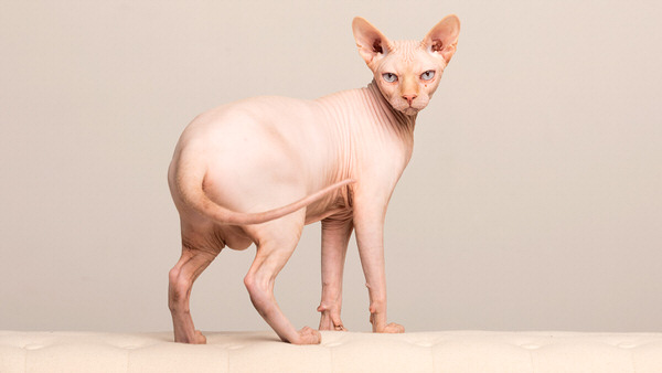 Photograph Merja Paakkanen Soft Kitty on One Eyeland