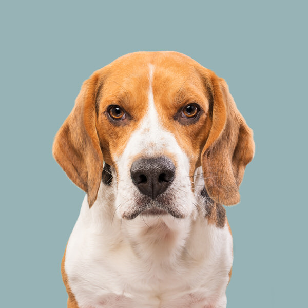 Photograph Elke Vogelsang Dogsonality With Serious Ernie on One Eyeland