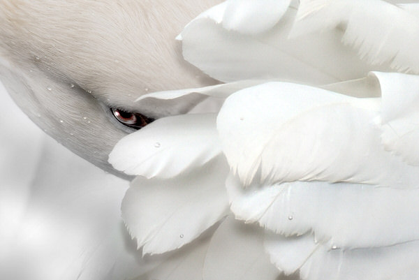 Photograph Izumi T White on One Eyeland