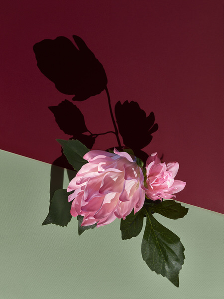 Photograph Graham Tooby Pink Artificial Flower on One Eyeland