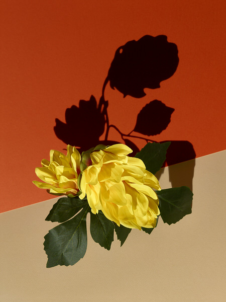 Photograph Graham Tooby Yellow Artificial Flower on One Eyeland