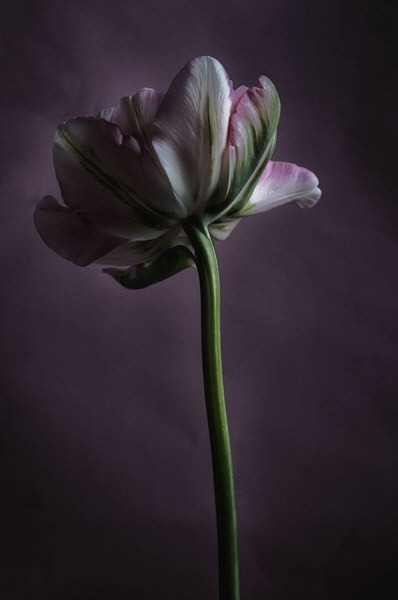 Photograph Raffaella Stringa Tulip on One Eyeland