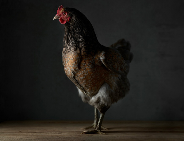 Photograph Greg Stroube Fowl Cover on One Eyeland