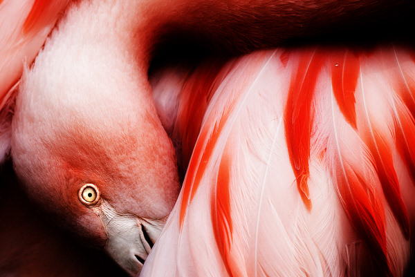 Photograph Izumi T Matte Pink on One Eyeland
