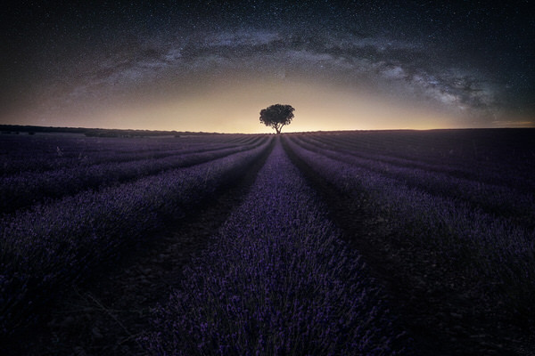 Photograph Alvaro Sanchez Lavender Dream on One Eyeland