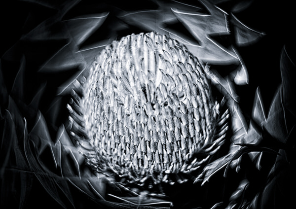 Photograph Duschan Tomic Banksia Baxteri Up Close on One Eyeland