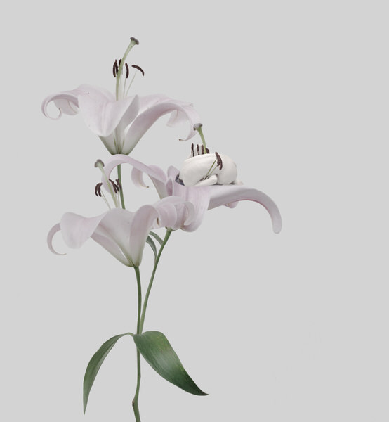 Photograph Sui Sawada Self Portrait Lily on One Eyeland