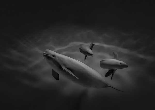 Photograph Yoshitaka Aida Beluga on One Eyeland