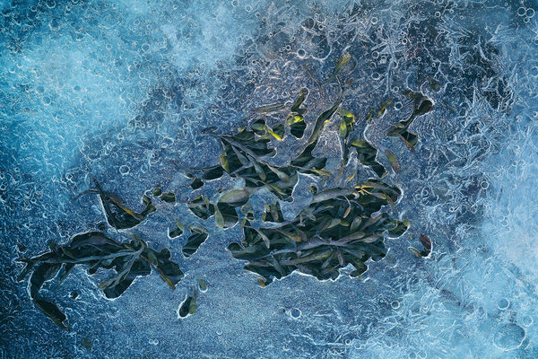 Photograph Olga Merrill Trawing Out on One Eyeland