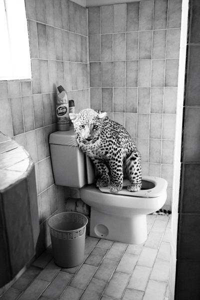 Photograph Christopher Tovo Leopard Goes To Toilet on One Eyeland