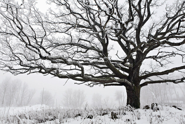 Photograph Elmer Laahne Misty Tree Of Life on One Eyeland