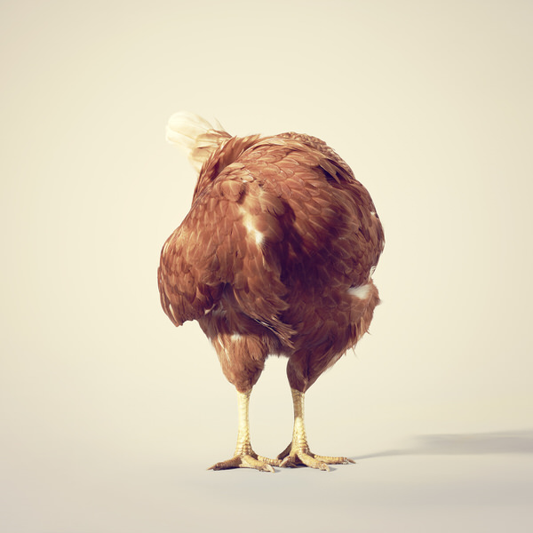 Photograph Graham Tooby Headless Brown Chicken on One Eyeland