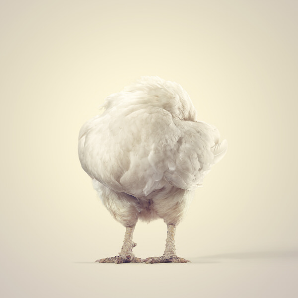 Photograph Graham Tooby Headless White Chicken on One Eyeland
