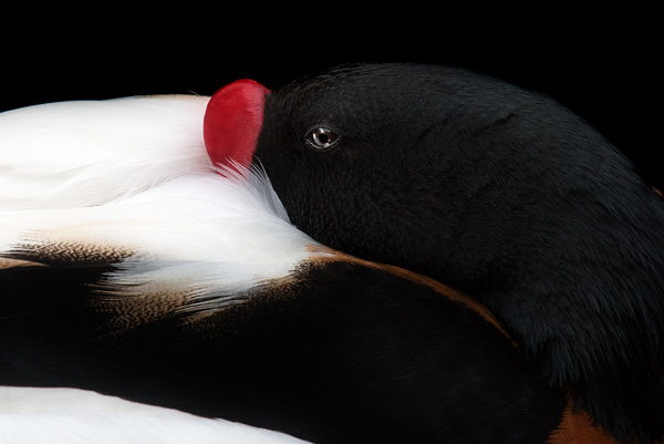 Photograph Izumi T Black on One Eyeland