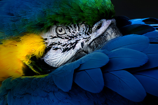 Photograph Izumi T Blue on One Eyeland