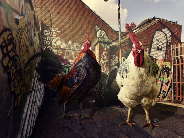 Photograph Graham Tooby Angry Birds on One Eyeland