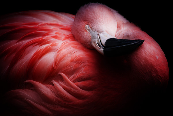 Photograph Izumi T Dark Pink on One Eyeland