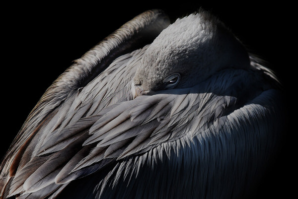 Photograph Izumi T Gray Feathers on One Eyeland