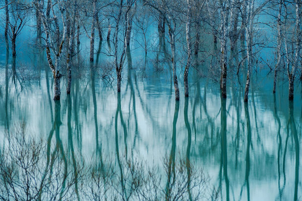Photograph Kazuaki Koseki Water Tree on One Eyeland