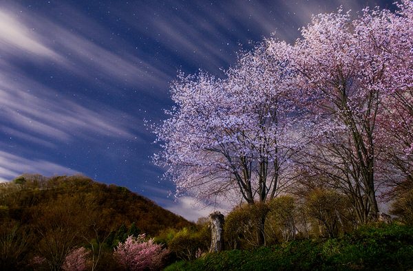 Photograph Kazuaki Koseki Cherry Blossoms Falling Stars on One Eyeland