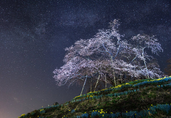 Photograph Kazuaki Koseki Cherry Blossom Night on One Eyeland