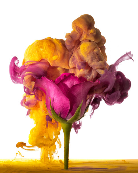 Photograph Jirawat Plekhongthu Pink Rose I on One Eyeland