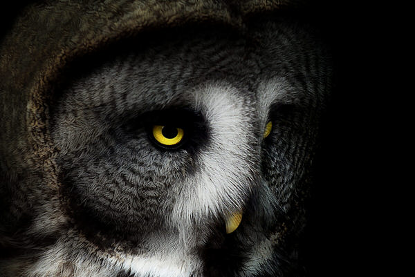 Photograph Izumi T Dark Gray on One Eyeland