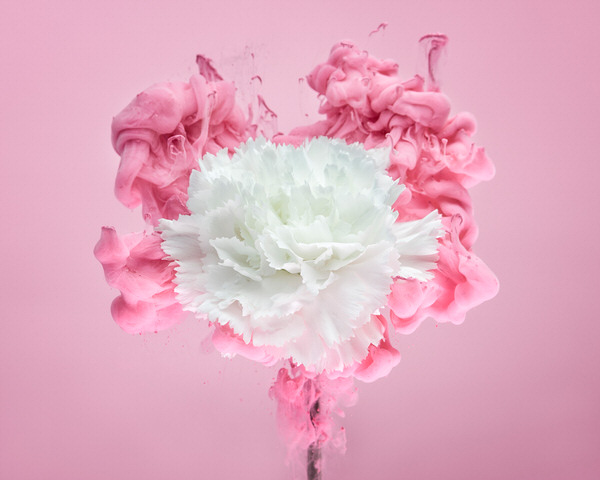 Photograph Jirawat Plekhongthu White Carnation I on One Eyeland