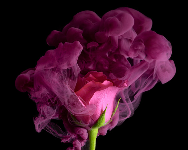 Photograph Jirawat Plekhongthu Pink Rose Ii on One Eyeland