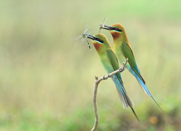 Photograph Prasanna Bhat Double Attack on One Eyeland