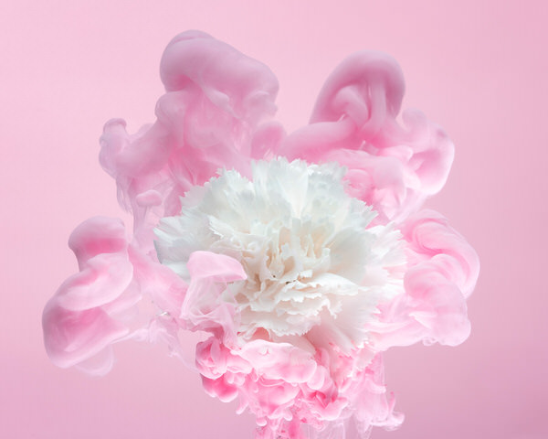 Photograph Jirawat Plekhongthu White Carnation Ii on One Eyeland