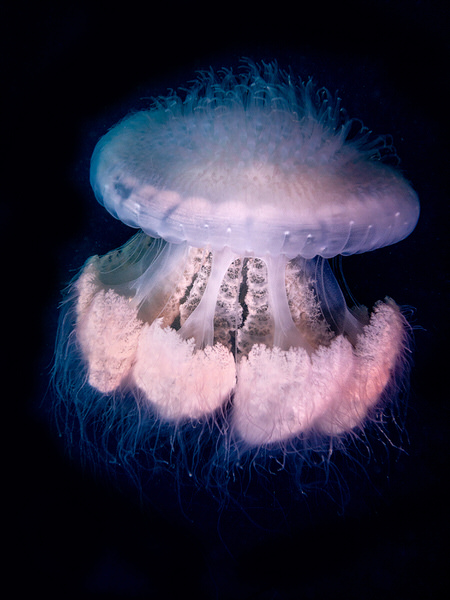 Photograph Hartono Hosea Giant Jelly Fish on One Eyeland