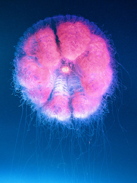 Photograph Hartono Hosea Giant Jelly Fish on One Eyeland