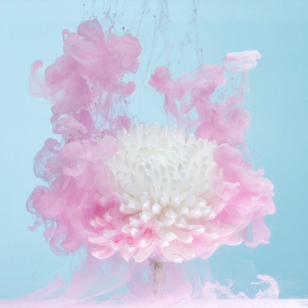 Photograph Jirawat Plekhongthu White Chrysanthemum I on One Eyeland