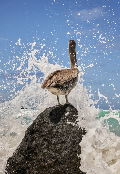 Photograph Diego Aguilar Carrera Galapagos Nature on One Eyeland