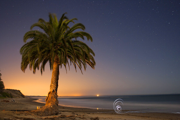 Photograph Woods Wheatcroft Refugio Palm on One Eyeland